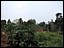 SiteTransit7_bush.jpg