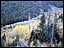aspen2.jpg